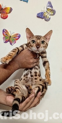 Female Bengal cat